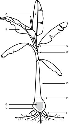 The Movement of Fusarium oxysporum f.sp. cubense (Sub-Tropical Race 4) in Susceptible Cultivars of Banana